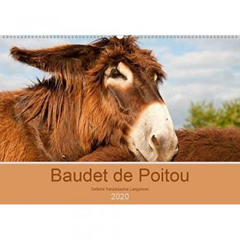 Baudet de Poitou - Seltene französische Langohren