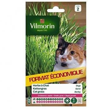 Vilmorin 5876839 Herbe à Chat orge, Vert, 11 x 1.5 x 19 cm