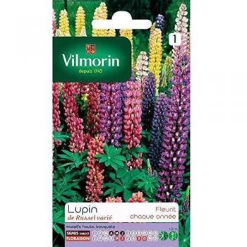 Vilmorin : Lupin De Russel Varié : En Sachet