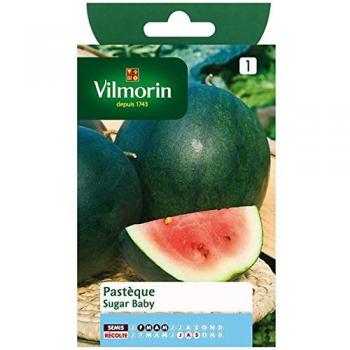 Vilmorin - Pastèque sugar baby