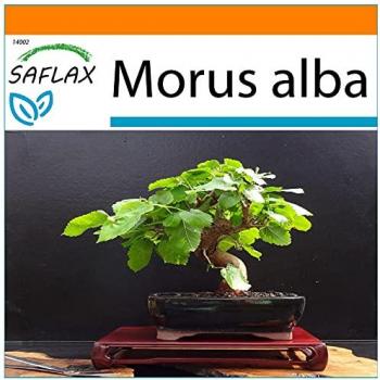 Giardino in Borsa - Bonsai Gelso Bianco - 200 Semi con Substrato Inclusa