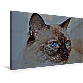 CALVENDO Premium Textil-Leinwand 75 cm x 50 cm quer, Blaue Augen | Wandbild, Bild auf Keilrahmen, Fertigbild auf echter Leinwand, Leinwanddruck: Siam Mix Tiere Tiere