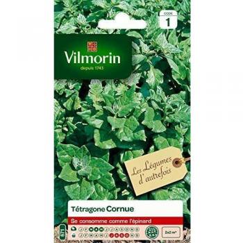 Vilmorin - Tétragone cornue- Légume d'autrefois - Se consomme comme un épinard - résistante à la chaleur et la sécheresse - idéal pour les régions chaudes - croissance rapide - rendement 2 x 2m