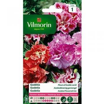 Vilmorin - Godétia Double à Fleurs d'Azalée en mélange- semences pour plantations - fleurs basses 40 cm annuelles - Pour un jardin très romantique- floraison abondante