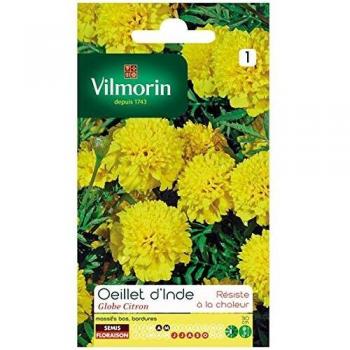 Vilmorin - Oeillet d'inde Globe Citron