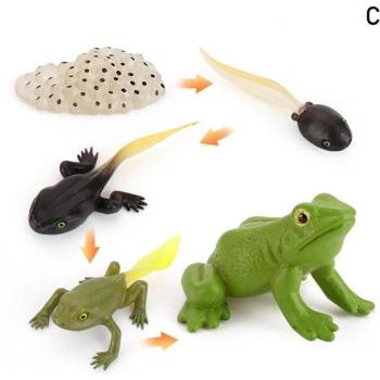 Modèle éducatif de cycle de vie d'insectes et animaux - 5 sets miniatures (grenouille, poulet, tortue, fourmi) pour enfants