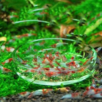 Crystal Red Cherry Aquarium Shrimp Feeding Dish - Large Capacity Round Glass Feeder for Breeding and Feeding Supplies